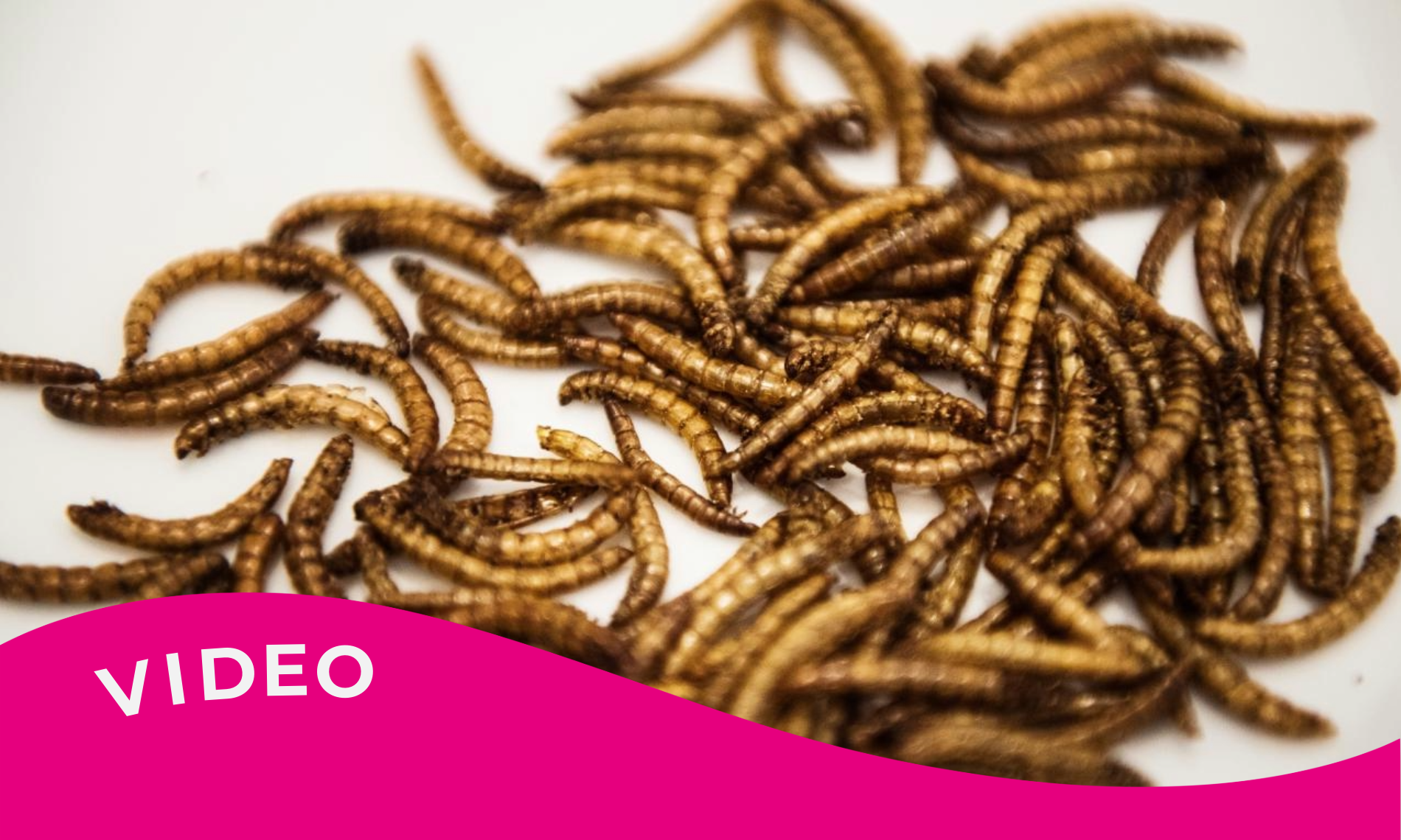 Insekter er ny ingrediens i gryderetten af konspirationsteorier | Tjekdet